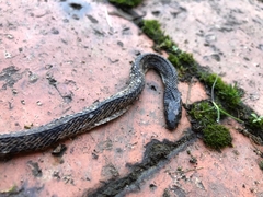 Atractus crassicaudatus