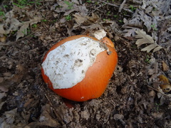 Amanita caesarea