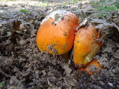 Amanita caesarea