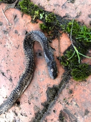 Atractus crassicaudatus