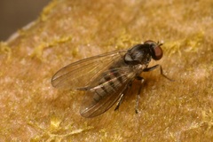 Platypezidae