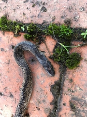 Atractus crassicaudatus