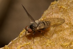 Platypezidae