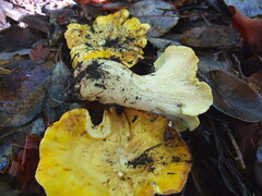Cantharellus cascadensis