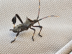 Leptoglossus zonatus