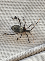 Leptoglossus zonatus