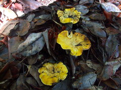 Cantharellus cascadensis