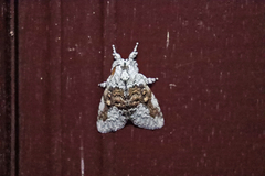 Dasychiroides pratti