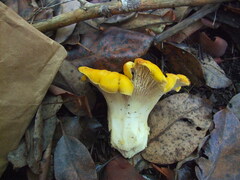 Cantharellus cascadensis