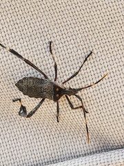 Leptoglossus zonatus