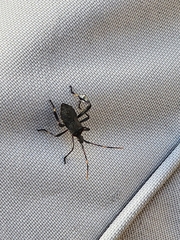 Leptoglossus zonatus