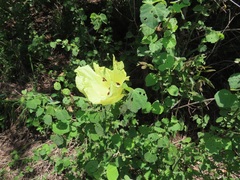 Hibiscus calyphyllus