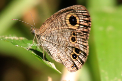 Ypthima baldus baldus