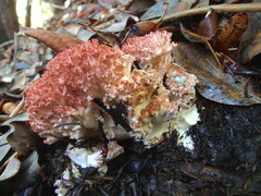 Ramaria botrytis