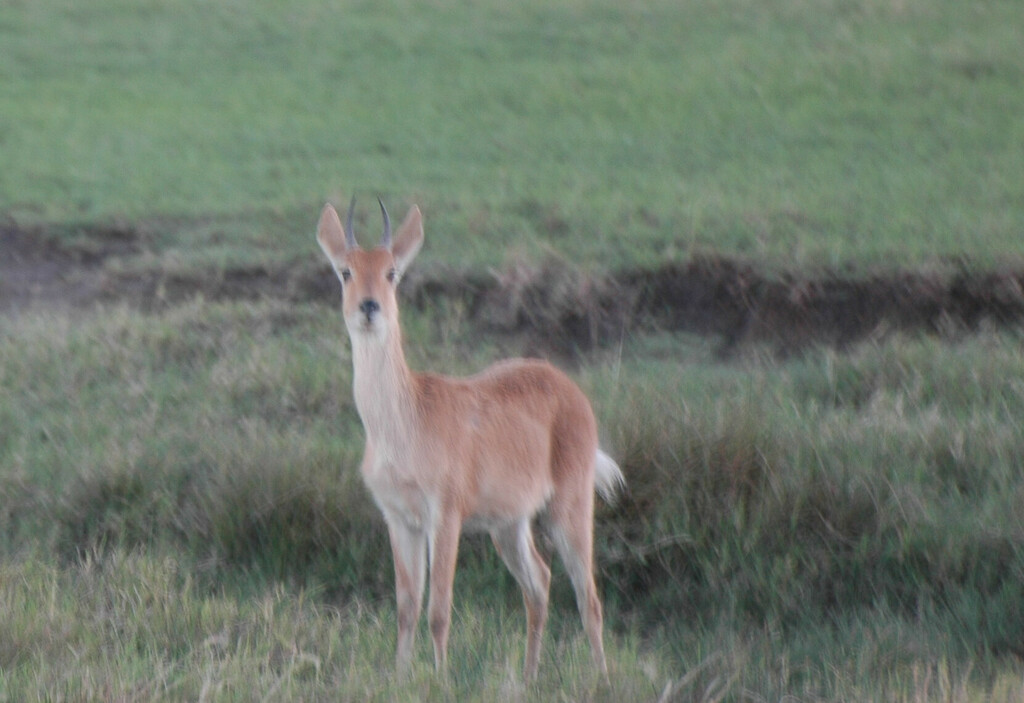 Redunca redunca, Serengeti National Park, by paltta_rk