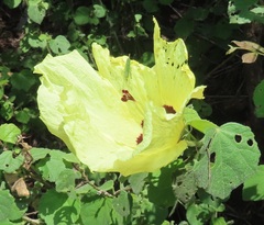 Hibiscus calyphyllus