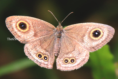 Ypthima baldus baldus