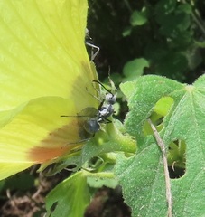 Polyrhachis schistacea