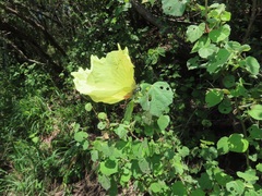 Hibiscus calyphyllus