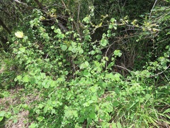 Hibiscus calyphyllus