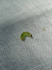 Cladius pectinicornis