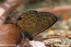 Prosotas nora ardates