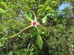 Strophanthus gerrardii