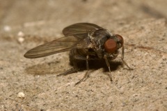 Platypezidae