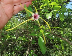 Strophanthus gerrardii