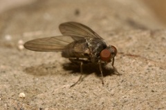 Platypezidae