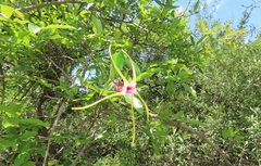 Strophanthus gerrardii