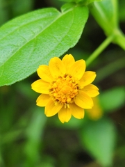 Melampodium divaricatum