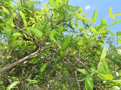 Strophanthus gerrardii
