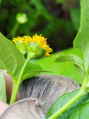 Melampodium divaricatum