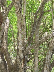 Strophanthus gerrardii