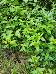 Melampodium divaricatum