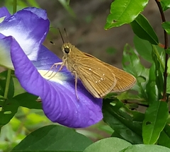Pelopidas mathias