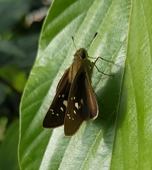 Pelopidas mathias