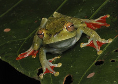 Boana rufitela