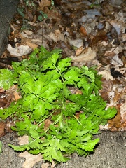 Tanacetum parthenium