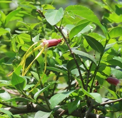 Strophanthus gerrardii