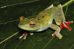 Boana rufitela