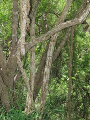 Strophanthus gerrardii