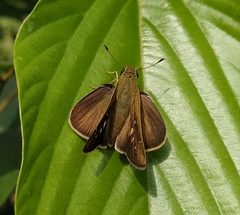 Pelopidas mathias
