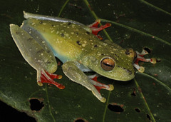 Boana rufitela
