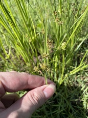 Cyperus difformis