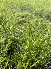 Cyperus difformis
