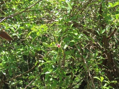 Strophanthus gerrardii