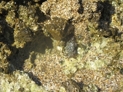 Pachygrapsus maurus