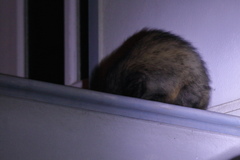 Paradoxurus hermaphroditus